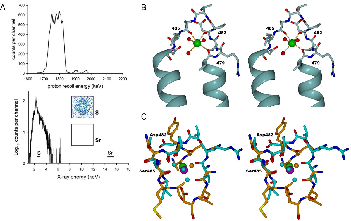 composition motions of rigid receptor previously Pex5p for for conformation suggests A intrinsic roles the human unobserved