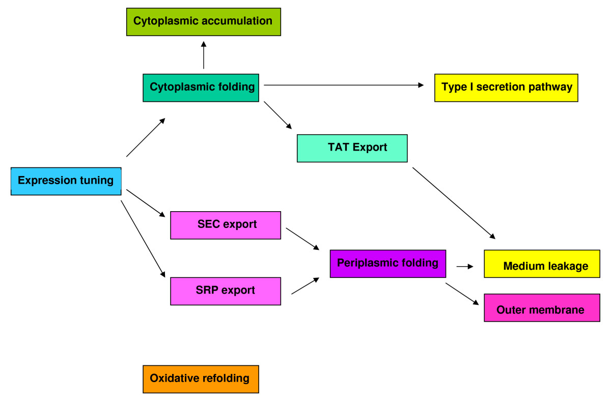 flowchart of how proteins are made in the cell flowchart of how proteins are made in the cell create a flowchart of how proteins are made in the cell flowchart of how proteins are made in the cell create a