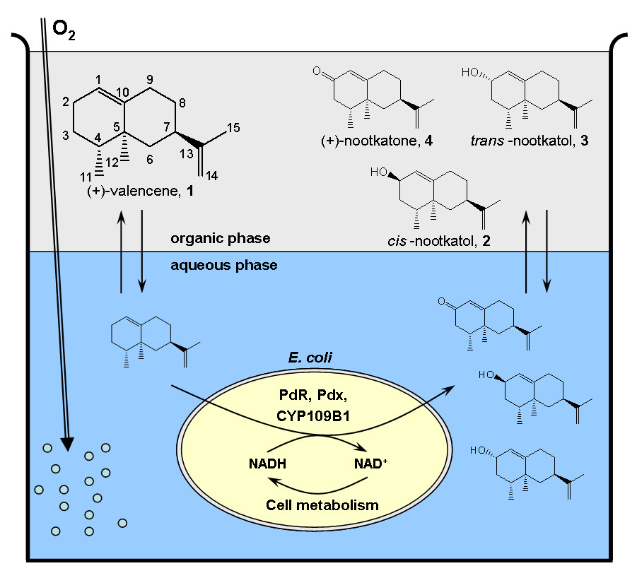 a cis to trans conversion The visual cycle generation of 11-cis retinal for the isomerization of 11-cis retinal to all-trans retinal in the binding pocket pushes the opsin into an. a cis to trans conversion The visual cycle generation of 11-cis retinal for the isomerization of 11-cis retinal to all-trans retinal in the binding pocket pushes the opsin into an.