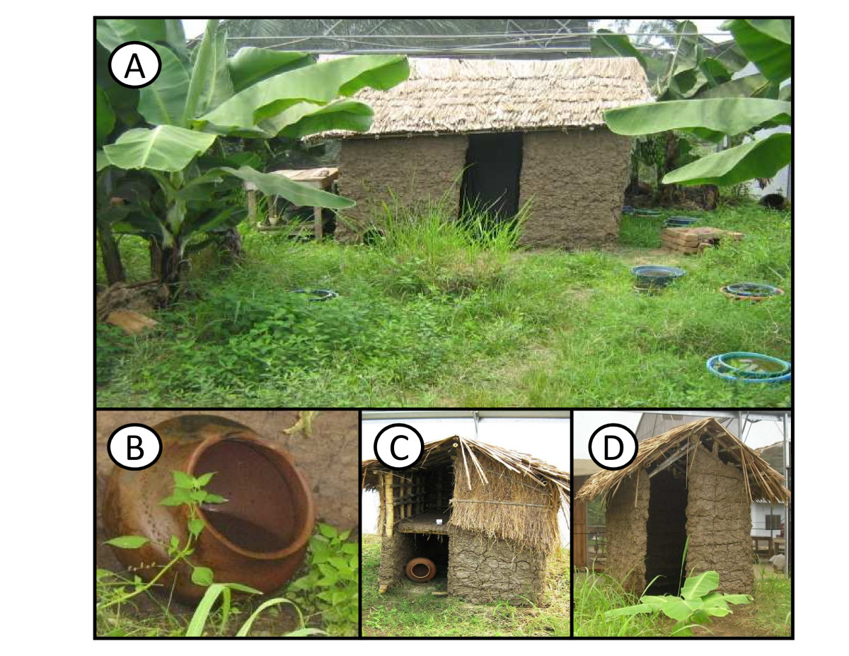 Establishment Of A Self Propagating Population Of The African