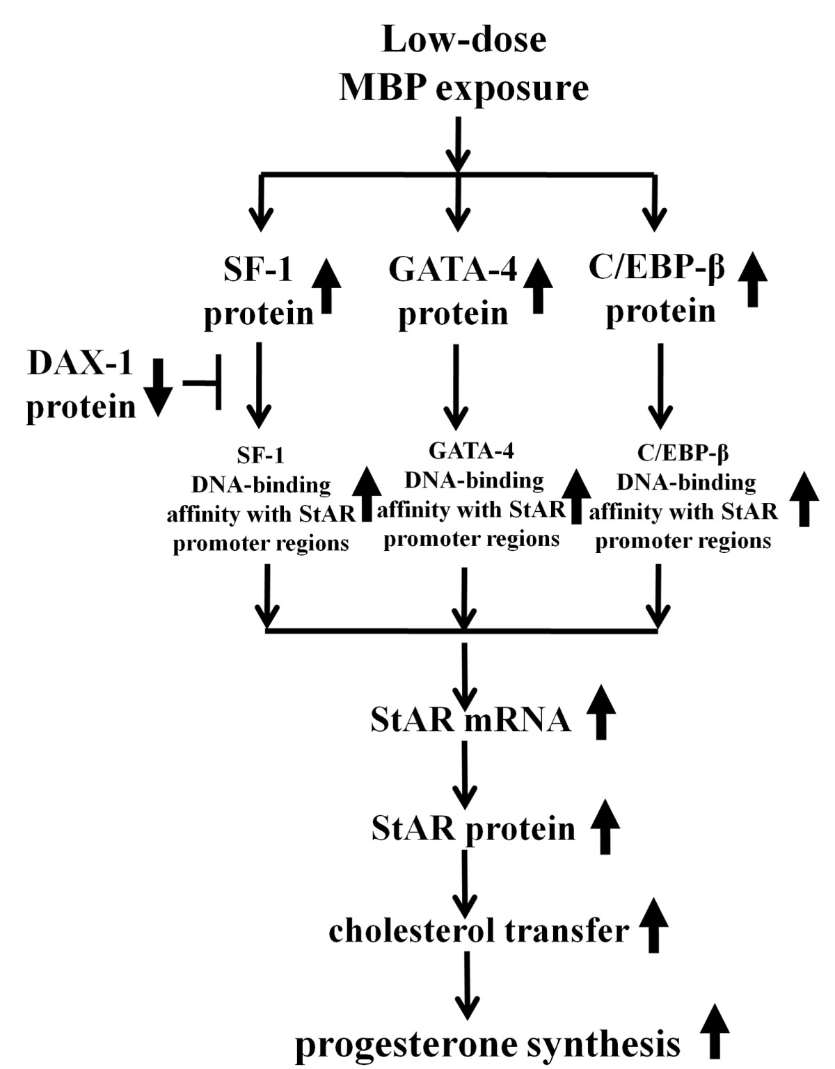Low Dose Monobutyl Phthalate Stimulates Steroidogenesis