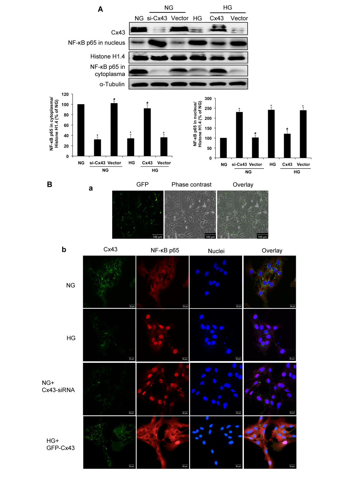 NF-κB ... signalling Connexin43 activation by mediates induced