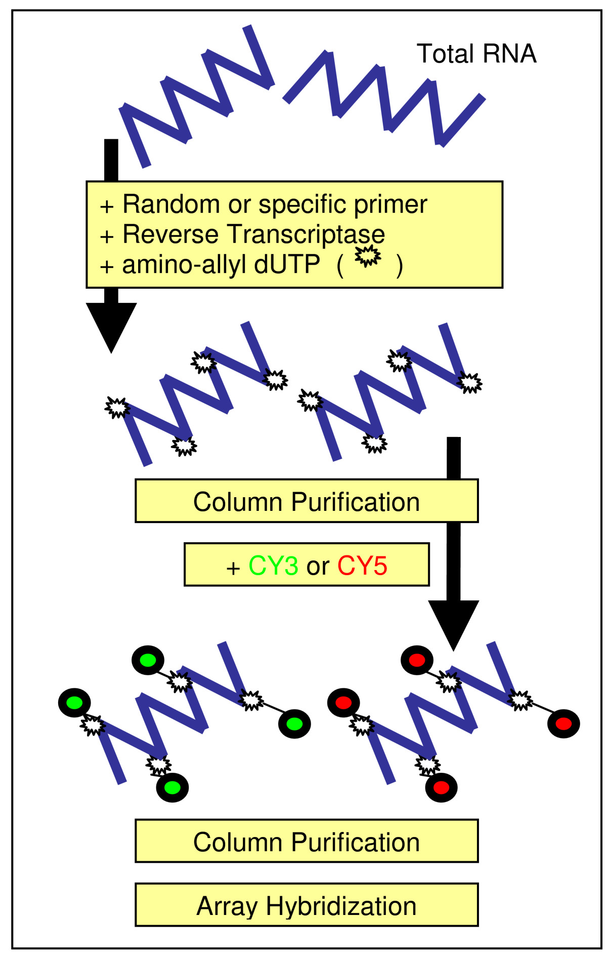 The effect of column purification on cDNA indirect labelling for ...
