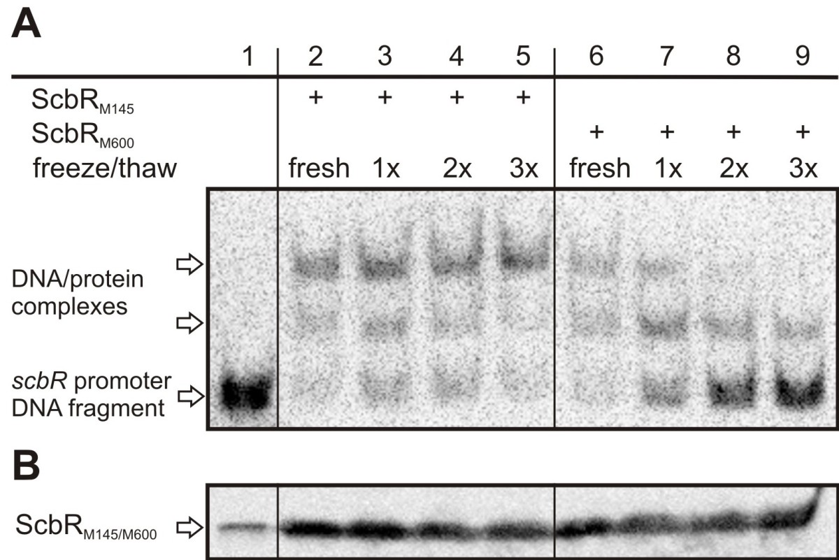 an analysis of dna extraction in e coli cells Purification of plasmid dna restriction analysis of the purified plasmid dna shake culture tube to resuspend e coli cells 2. an analysis of dna extraction in e coli cells Purification of plasmid dna restriction analysis of the purified plasmid dna shake culture tube to resuspend e coli cells 2.