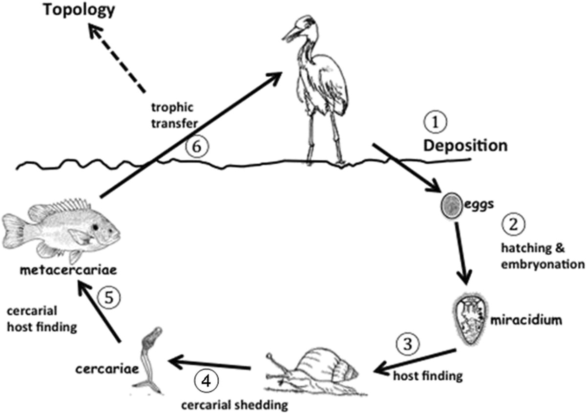 Where are the parasites in food webs? SpringerLink