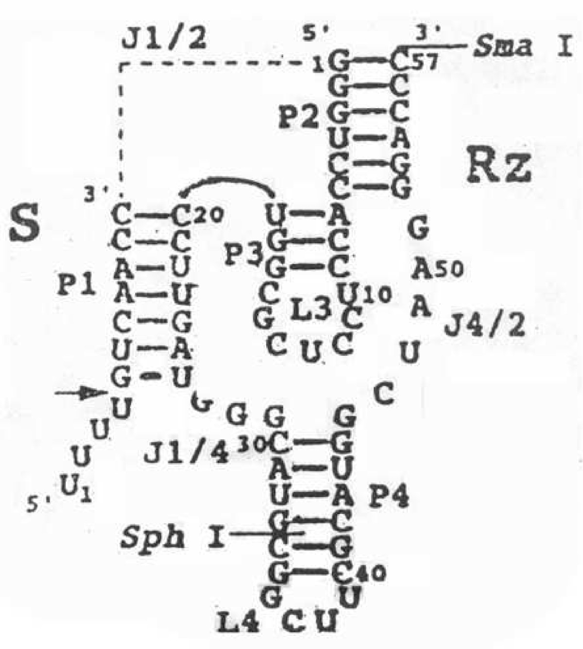 Inhibition of telomerase activity by HDV ribozyme in cancers |  springermedizin.de