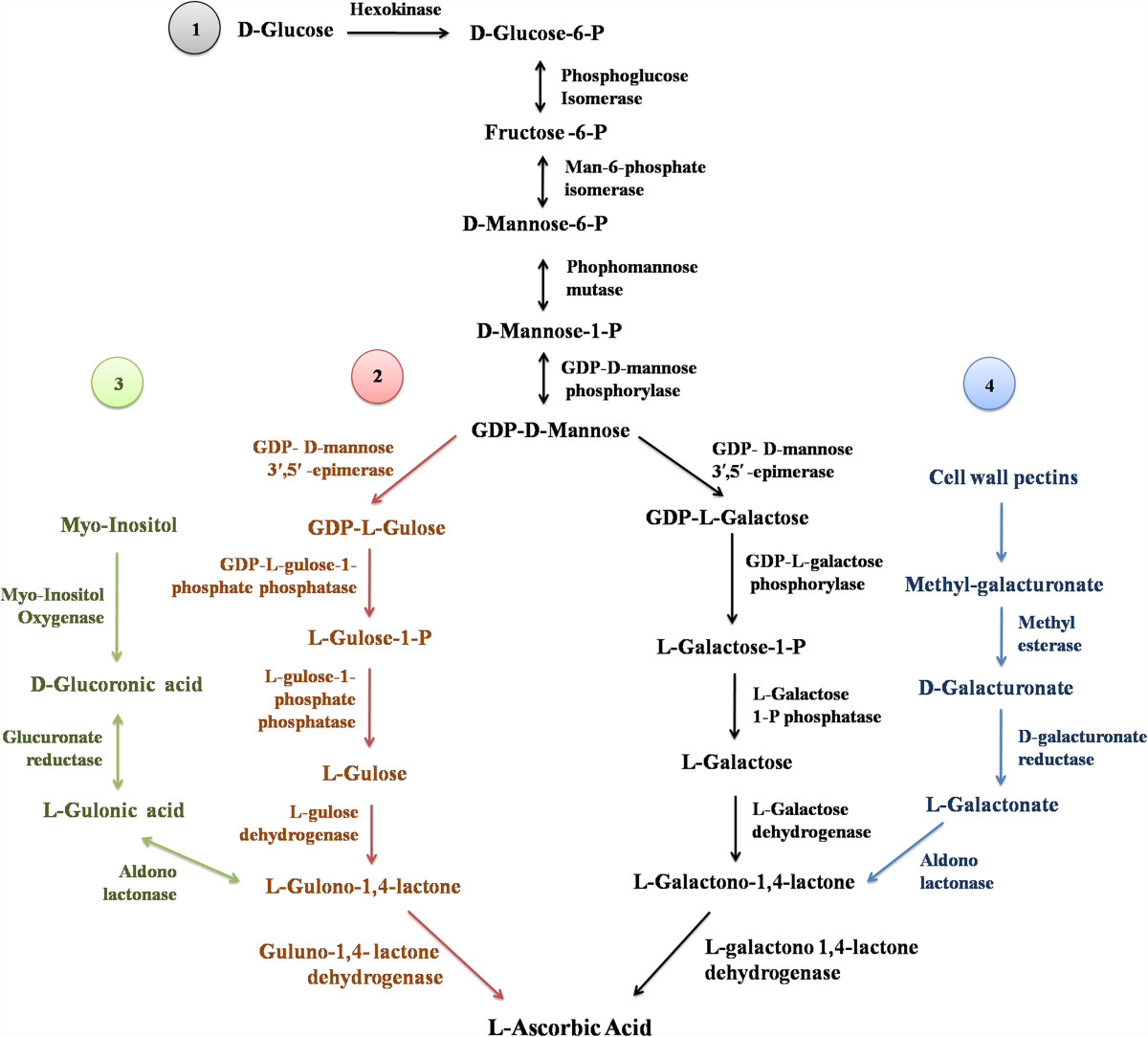 Role Of L Ascorbate In Alleviating Abiotic Stresses In Crop - 
