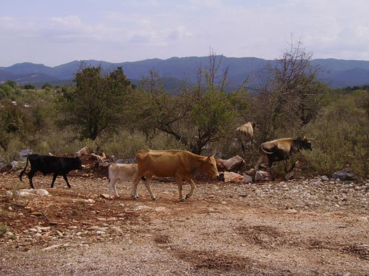 Past Present And Future Of Pastoralism In Greece Springerlink