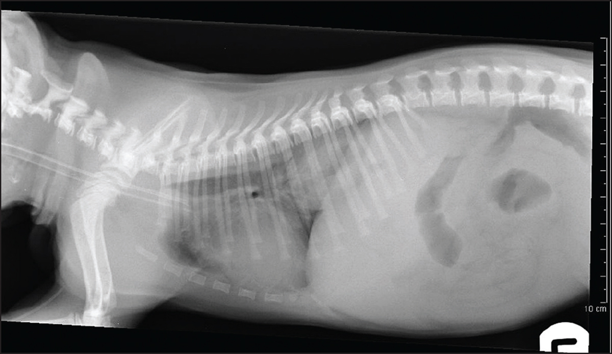 Congenital oesophageal hiatal hernia in a pug | SpringerLink