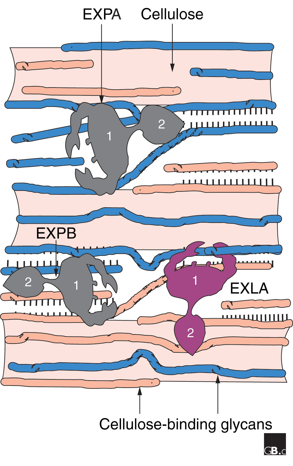The expansin superfamily | SpringerLink