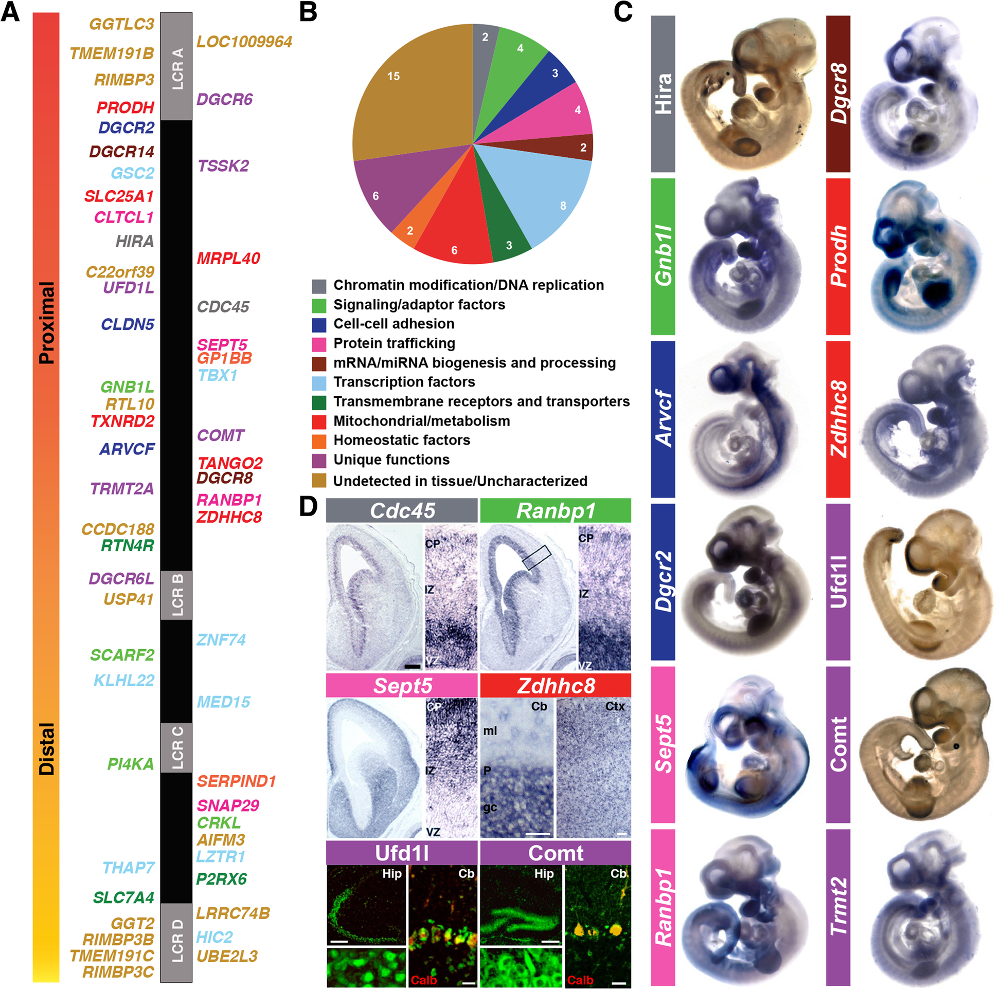 Genes Impact Suspect Cortex Areas More >> In The Line Up Deleted Genes Associated With Digeorge 22q11 2 Genes Impact Suspect Cortex Areas More >> In The Line Up Deleted Genes Associated With Digeorge 22q11 2
