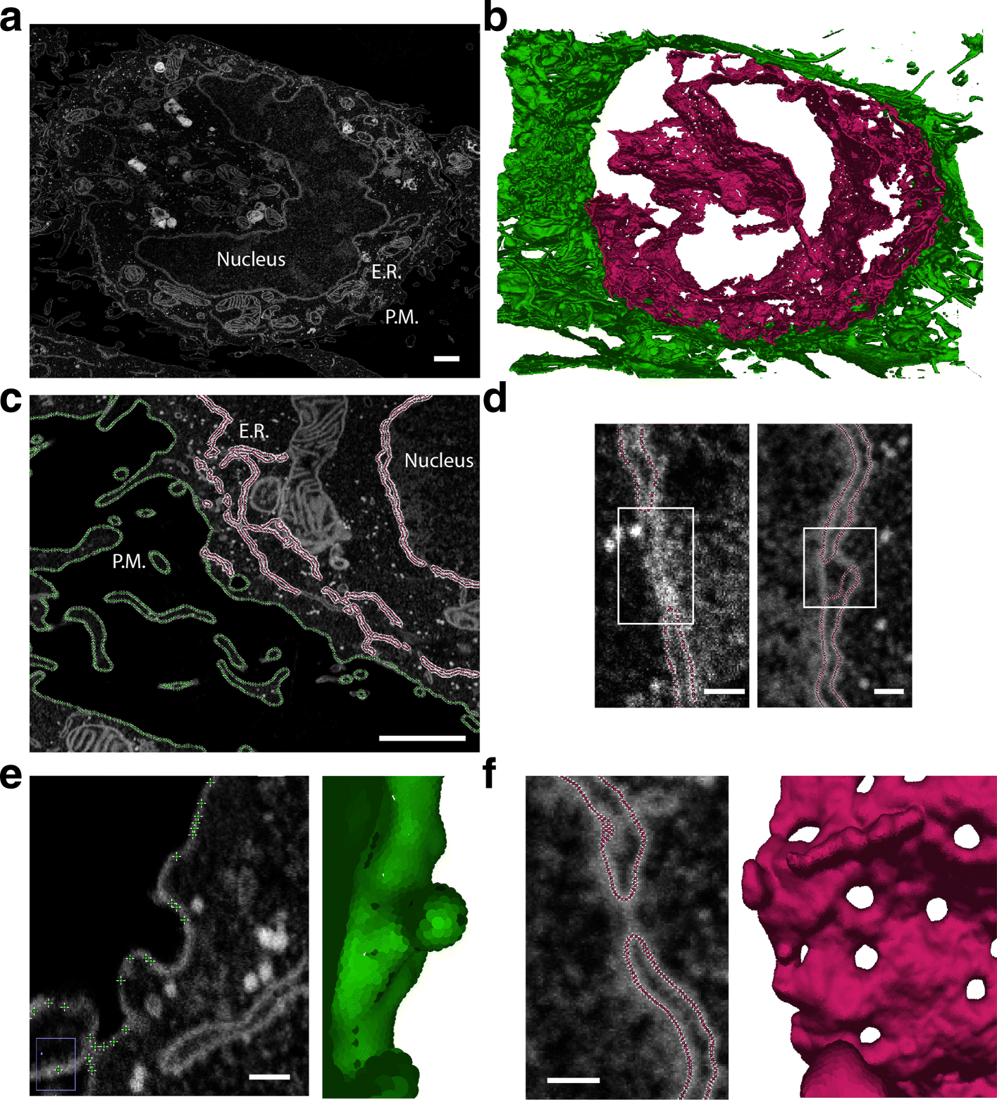 Limeseg A Coarse Grained Lipid Membrane Simulation For 3d