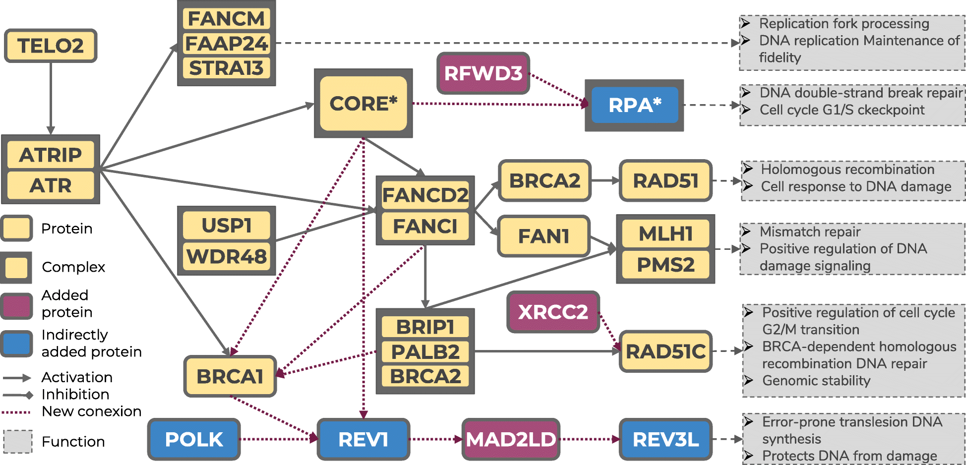 Exploring The Druggable Space Around The Fanconi Anemia - 