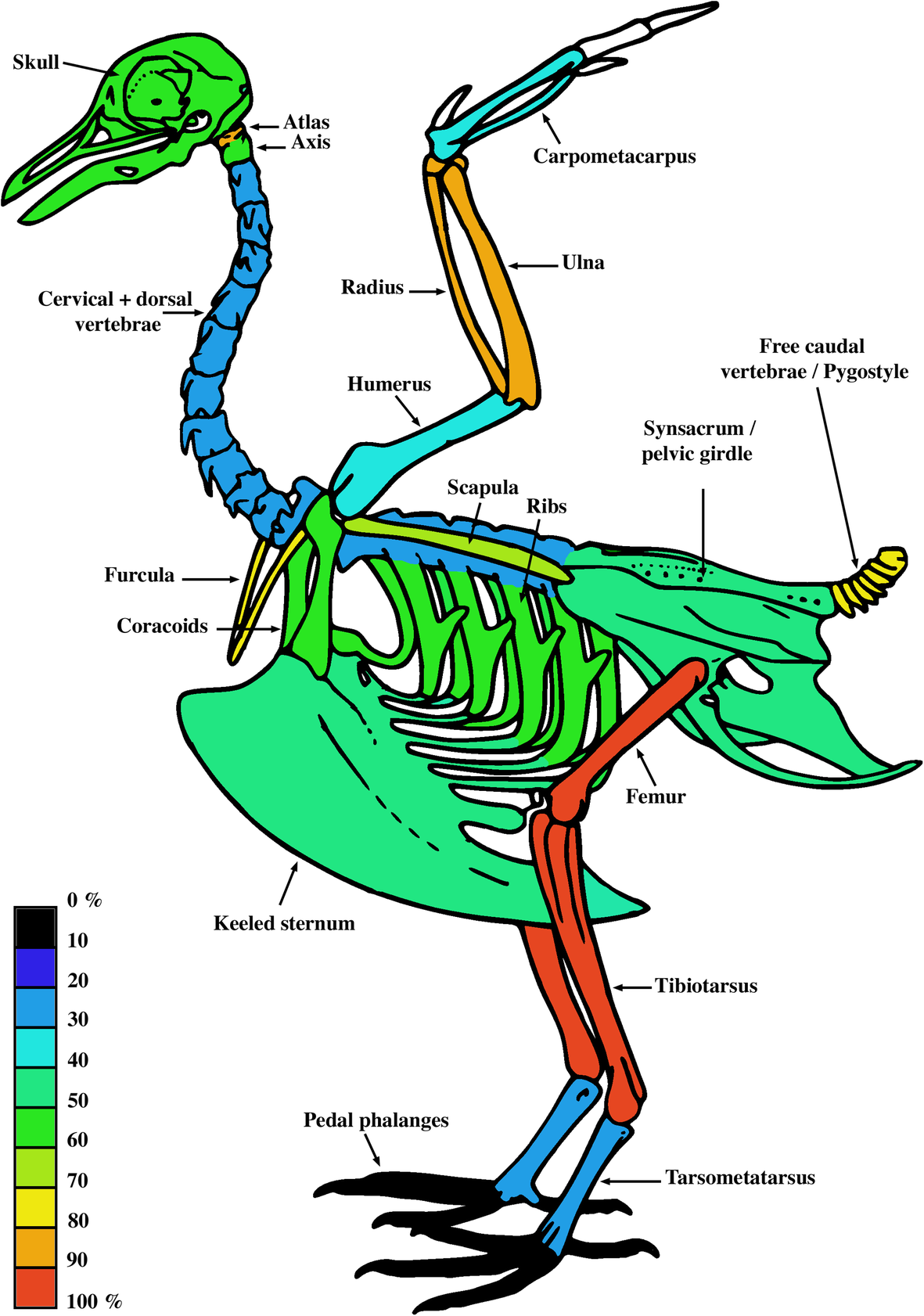 Systemic Distribution Of Medullary Bone In The Avian - 