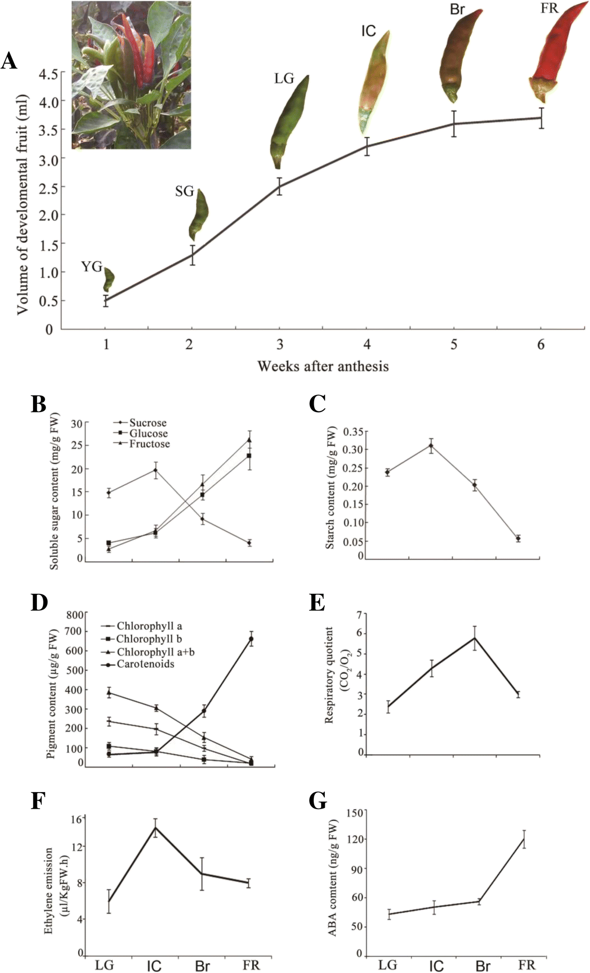 Characterization Of The Hot Pepper Capsicum Frutescens - 