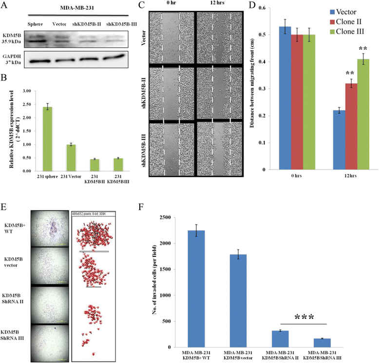 migration potential of cancel cells Curcumin blocks small cell lung cancer cells migration, invasion, angiogenesis, cell potential in sclc cancerwe cancer cell transwell migration. migration potential of cancel cells Curcumin blocks small cell lung cancer cells migration, invasion, angiogenesis, cell potential in sclc cancerwe cancer cell transwell migration.