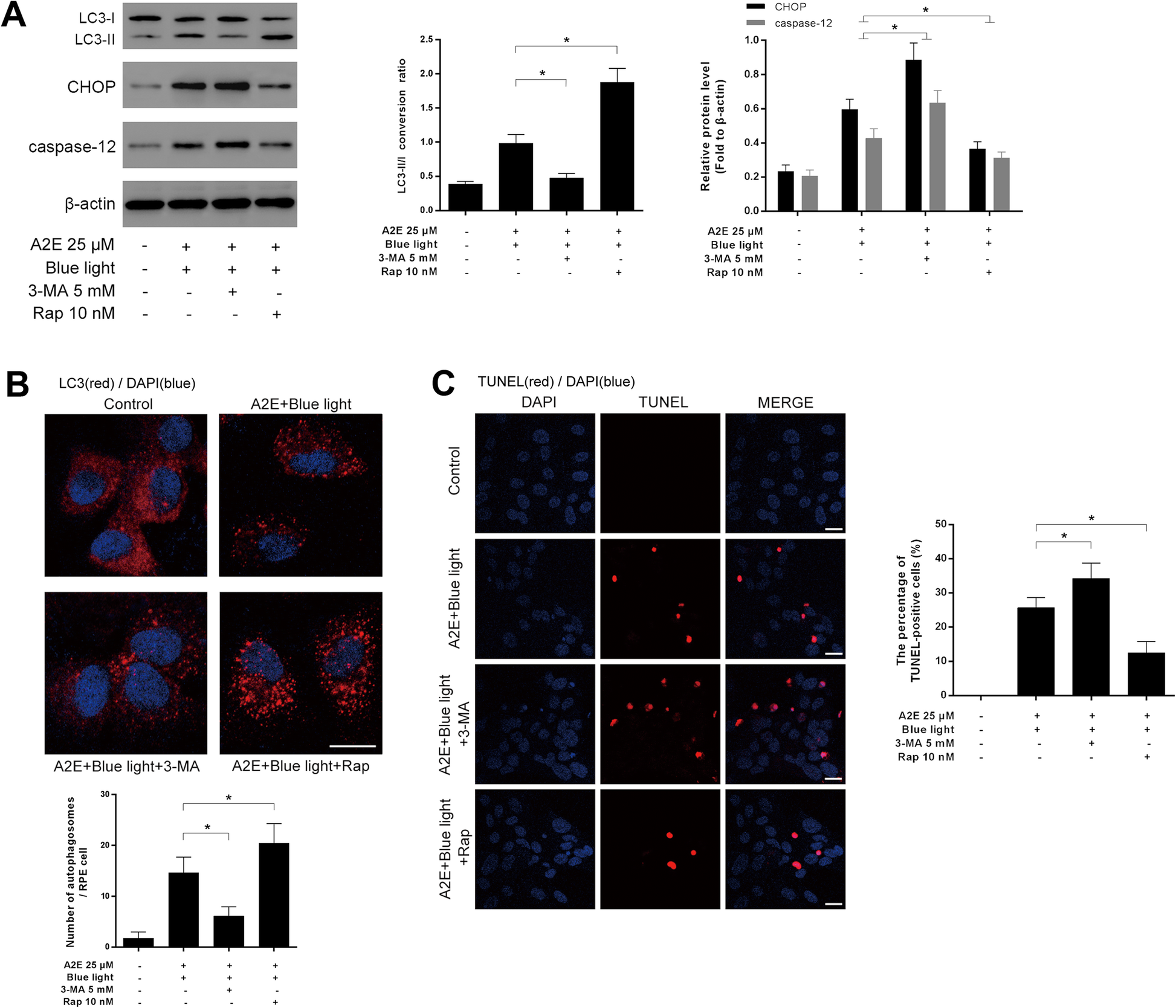Autophagy Activated Via Grp78 To Alleviate Endoplasmic Reticulum