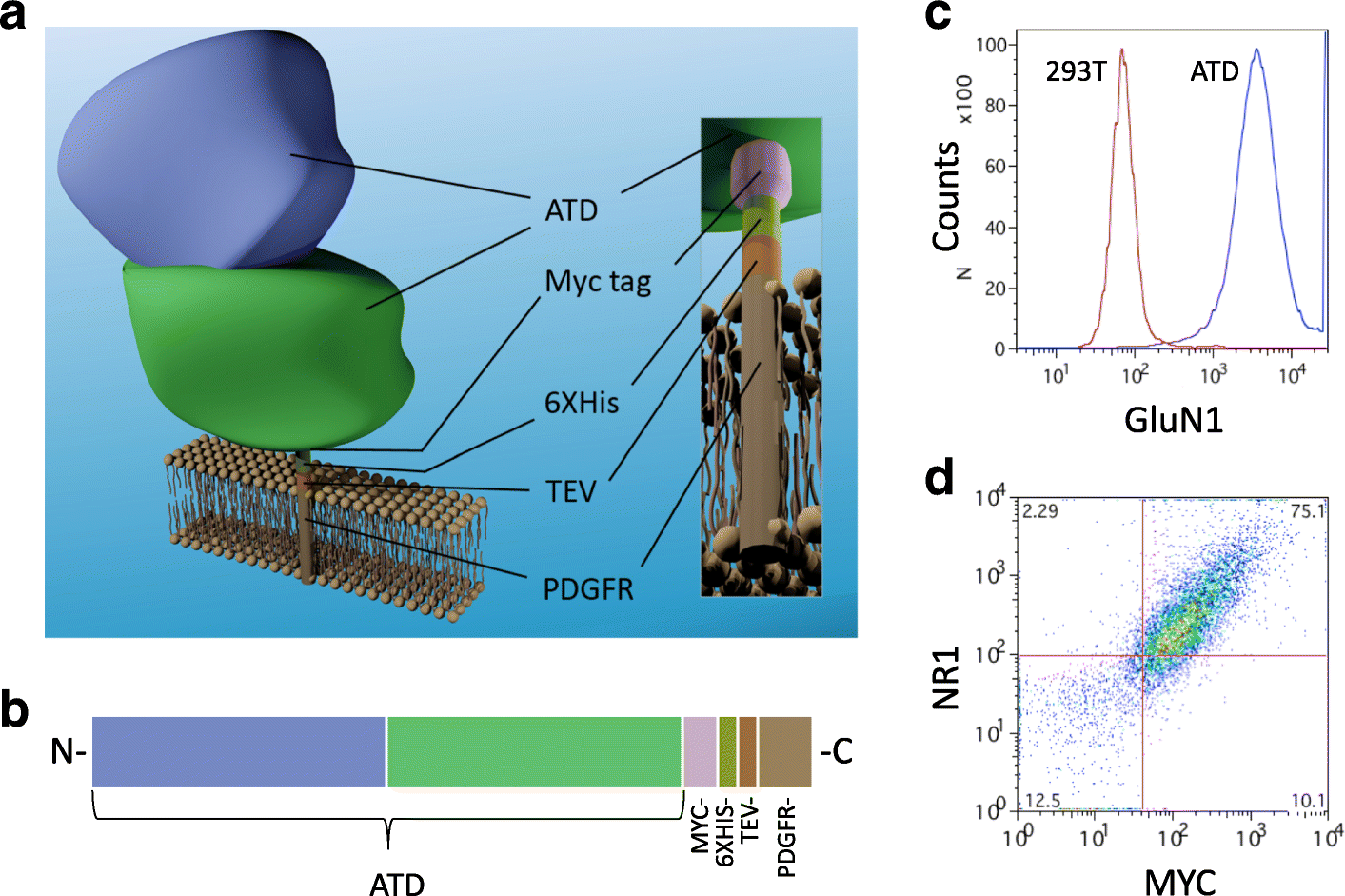 Membrane Bound And Soluble Forms Of An Nmda Receptor