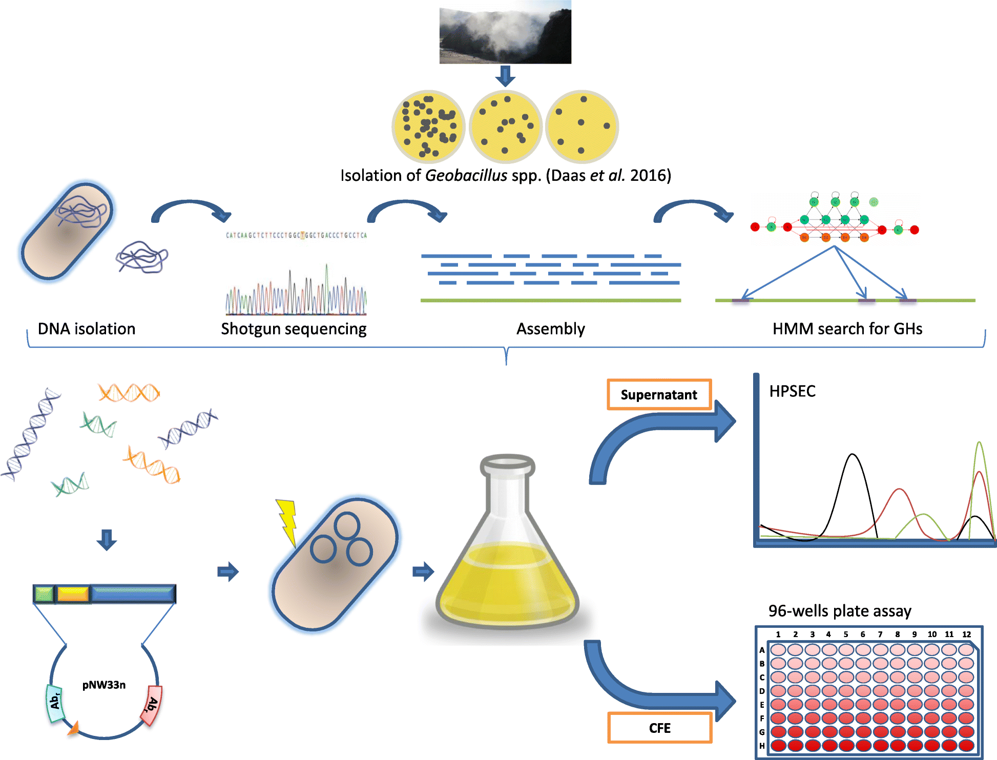 isolation-of-dna-from-sperm