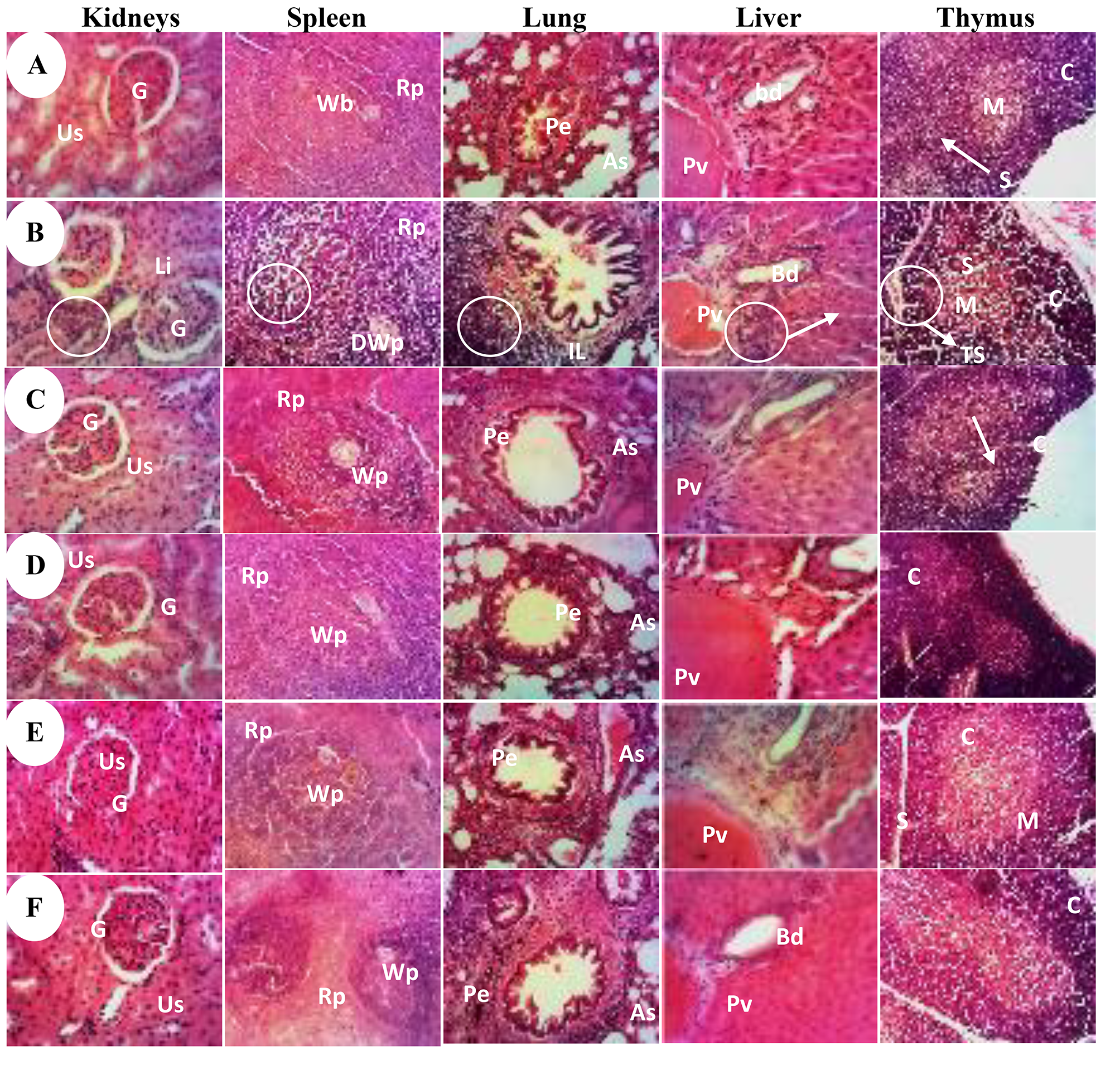 Comparative anticancer effects of Annona muricata Linn (Annonaceae) leaves  and fruits on DMBA-induced breast cancer in female rats | springermedizin.de