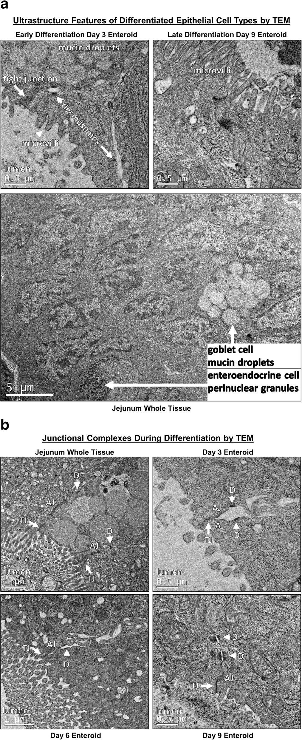Derivation Of Adult Canine Intestinal Organoids For - 