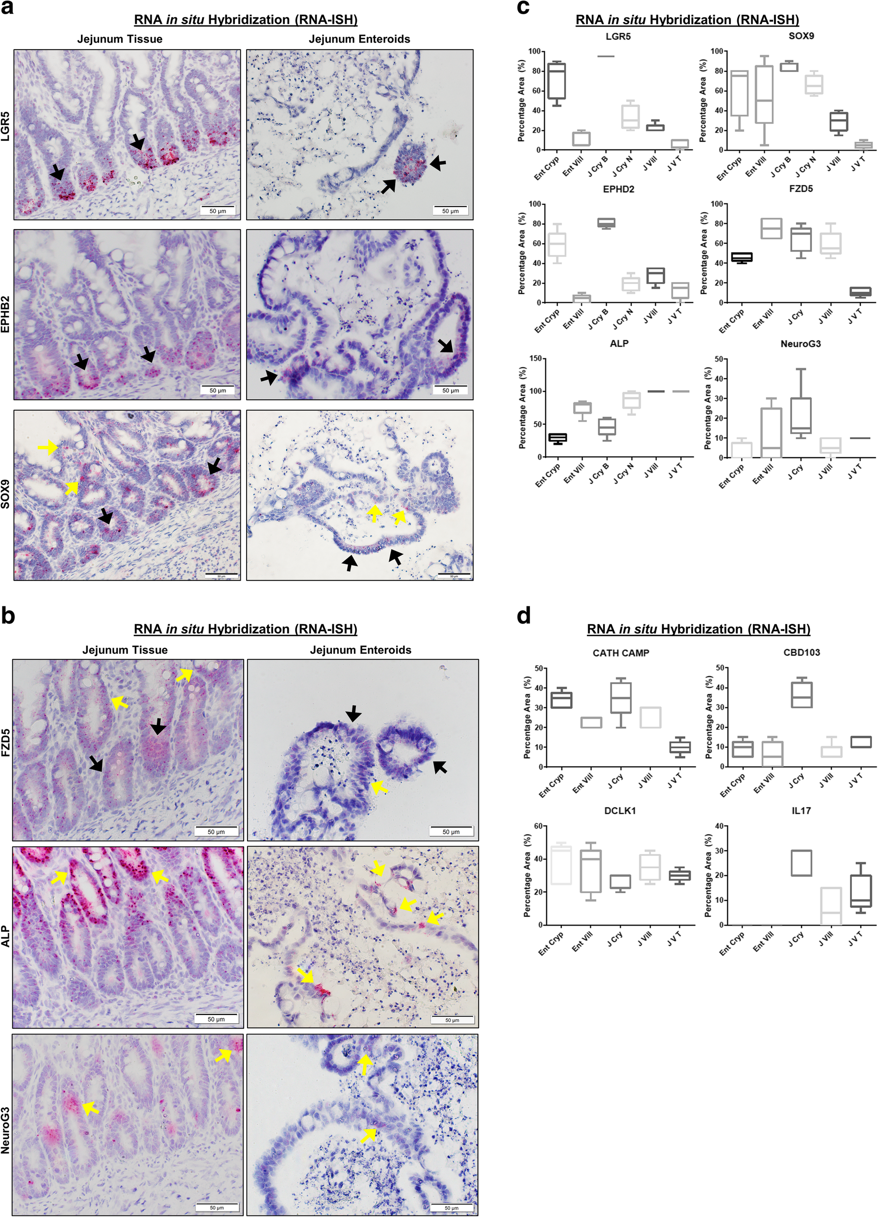Derivation Of Adult Canine Intestinal Organoids For - 