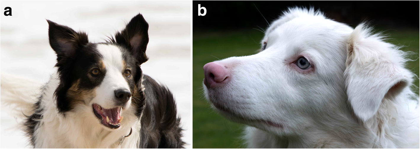 Autoimmune Diseases Affecting Skin Melanocytes In Dogs Cats