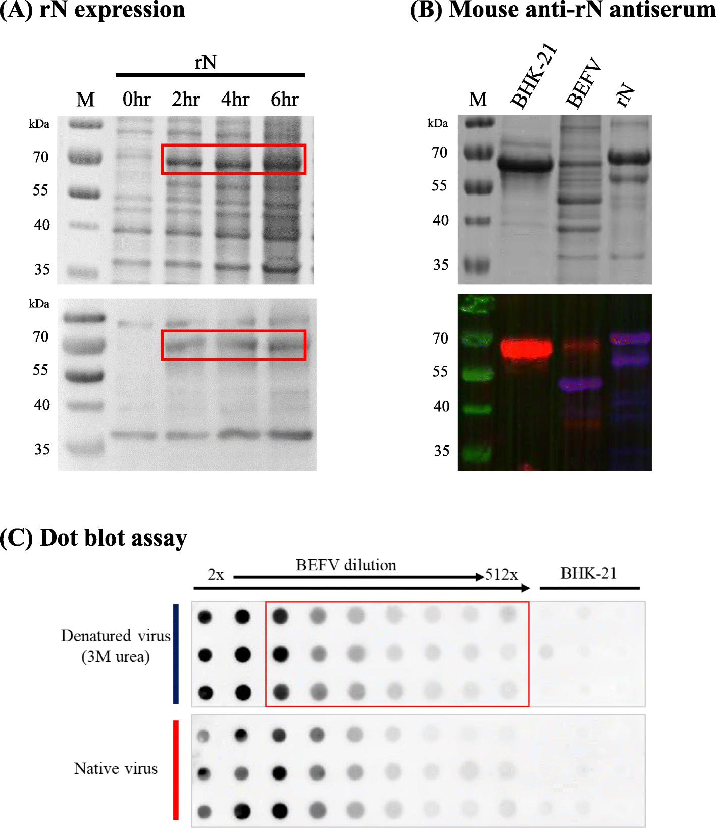 Development Of A Quick Dot Blot Assay For The Titering Of