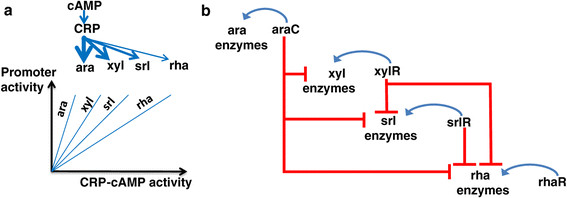 In The Diagram Below Of The Ara Operon What Is The Sugar Composition Of
The Media