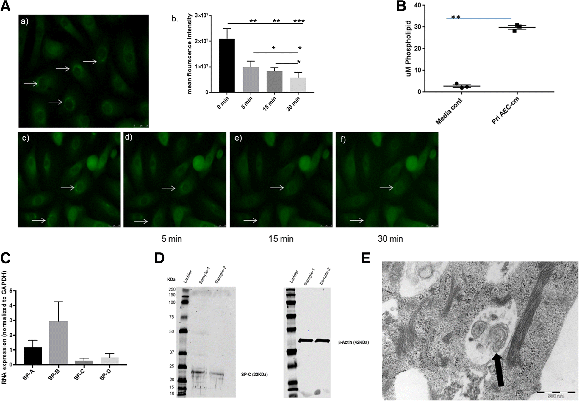 Culture of epithelial cells 2e