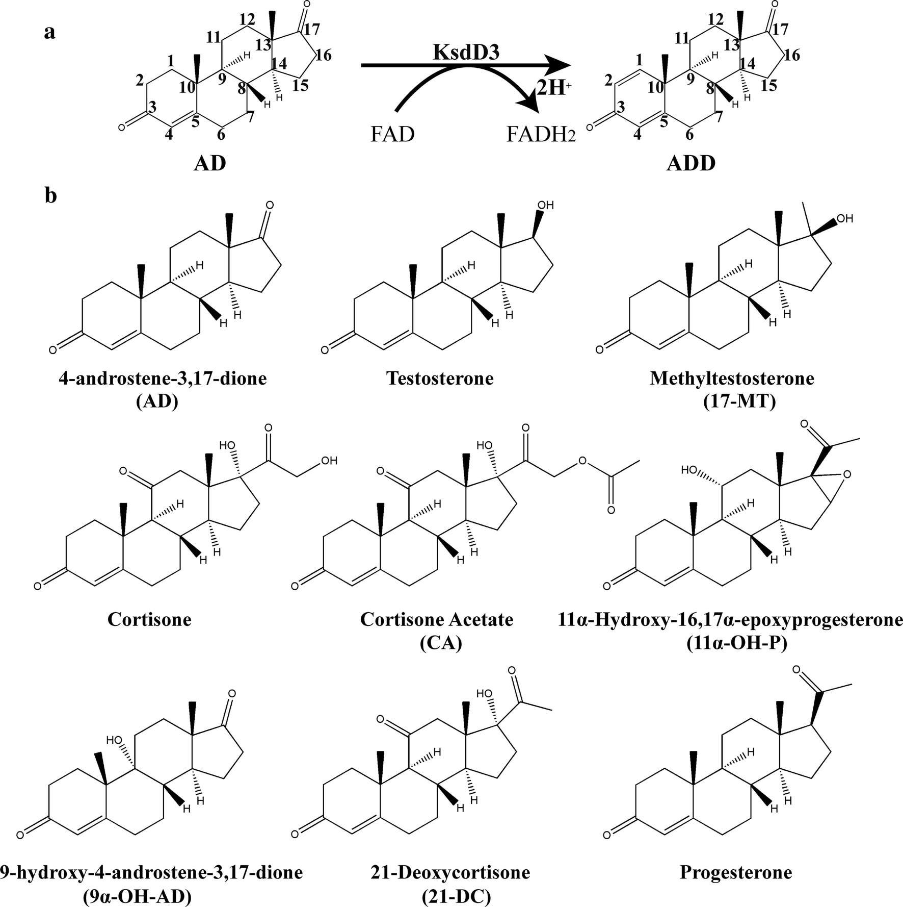 Engineering Of 3 Ketosteroid 1 Dehydrogenase Based Site