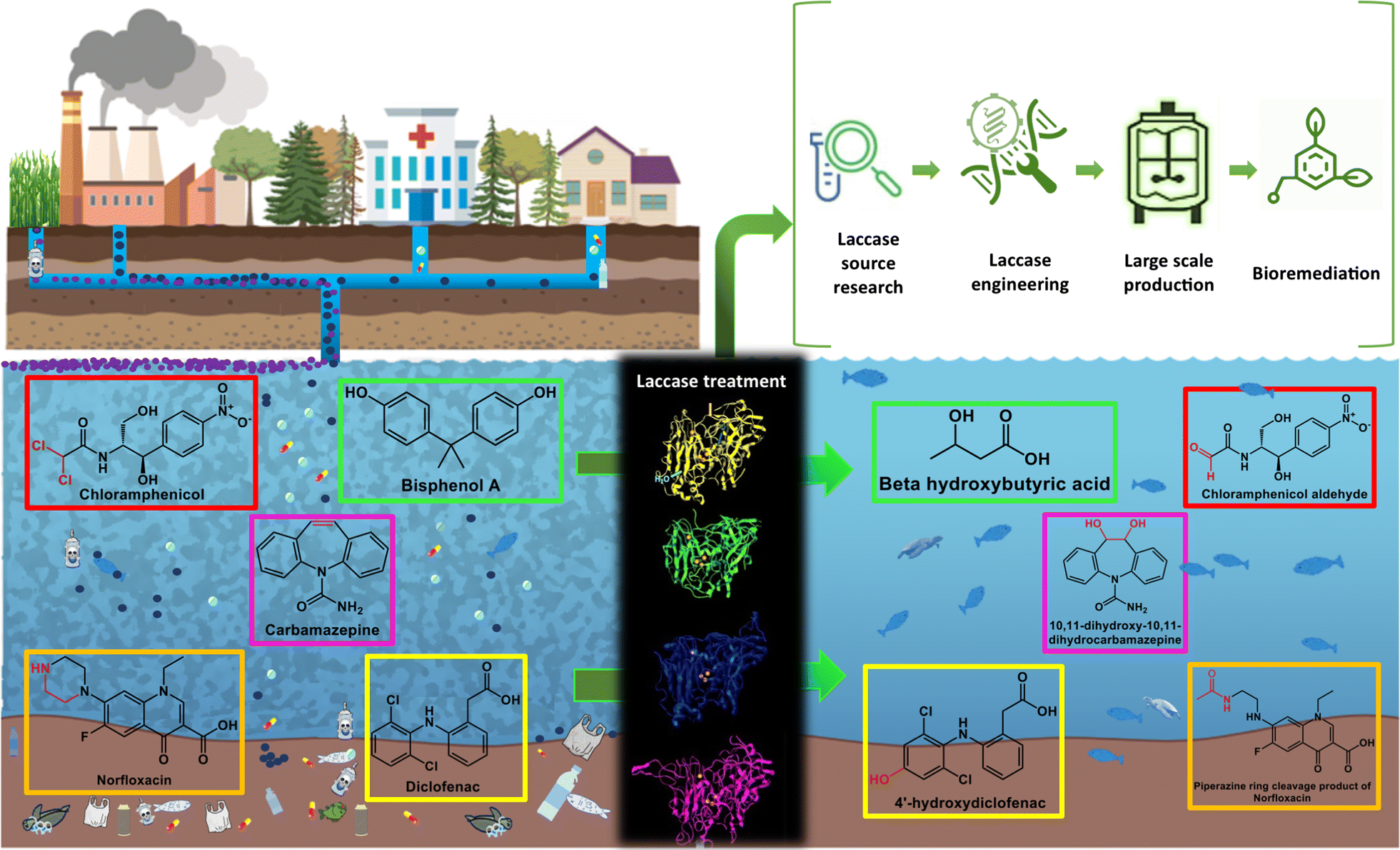 Laccases Structure Function And Potential Application In Water