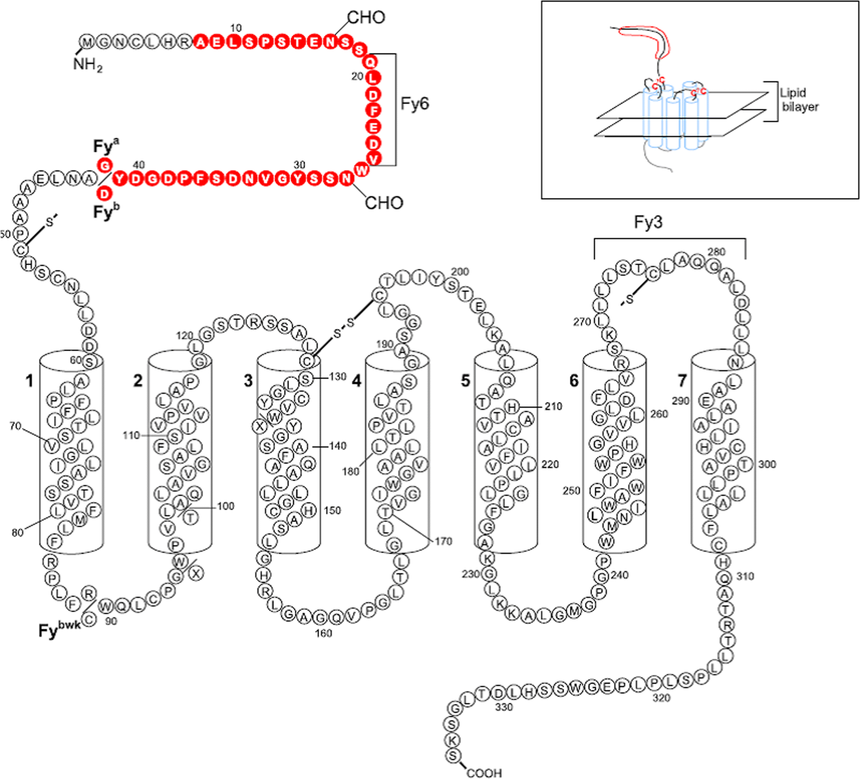 Impact Of Duffy Polymorphisms On Parasite Density In Brazilian