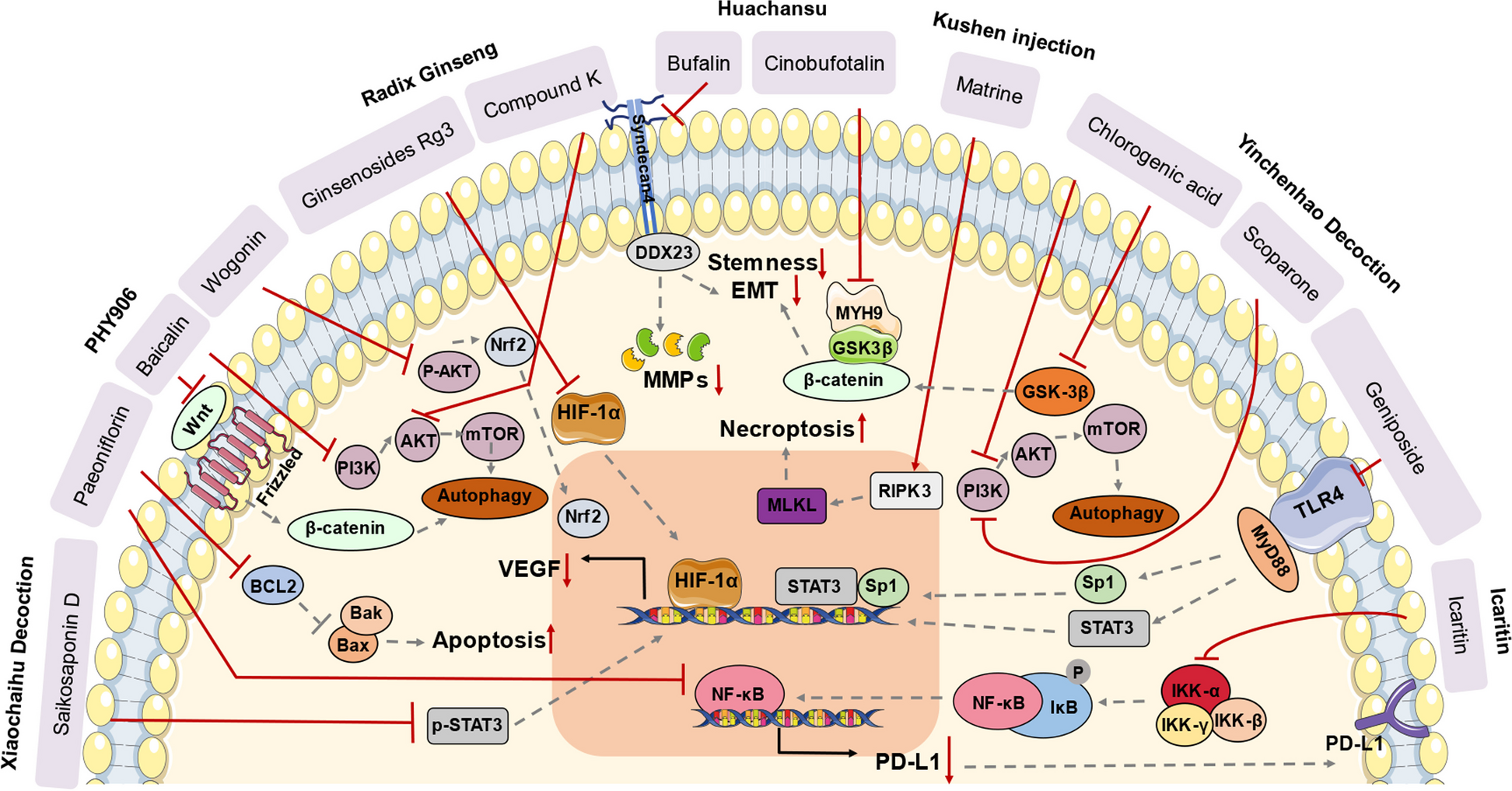 Traditional Chinese medicine for the treatment of cancers of hepatobiliary  system: from clinical evidence to drug discovery | springermedizin.de