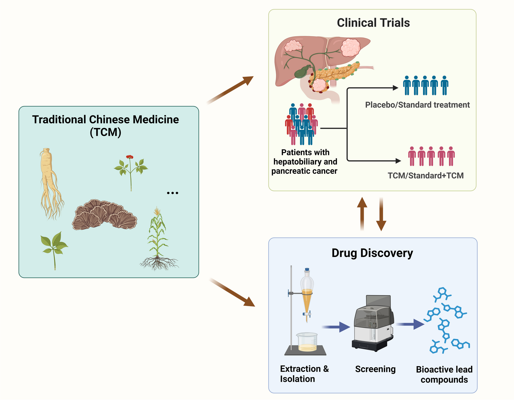Traditional Chinese medicine for the treatment of cancers of hepatobiliary  system: from clinical evidence to drug discovery | springermedizin.de
