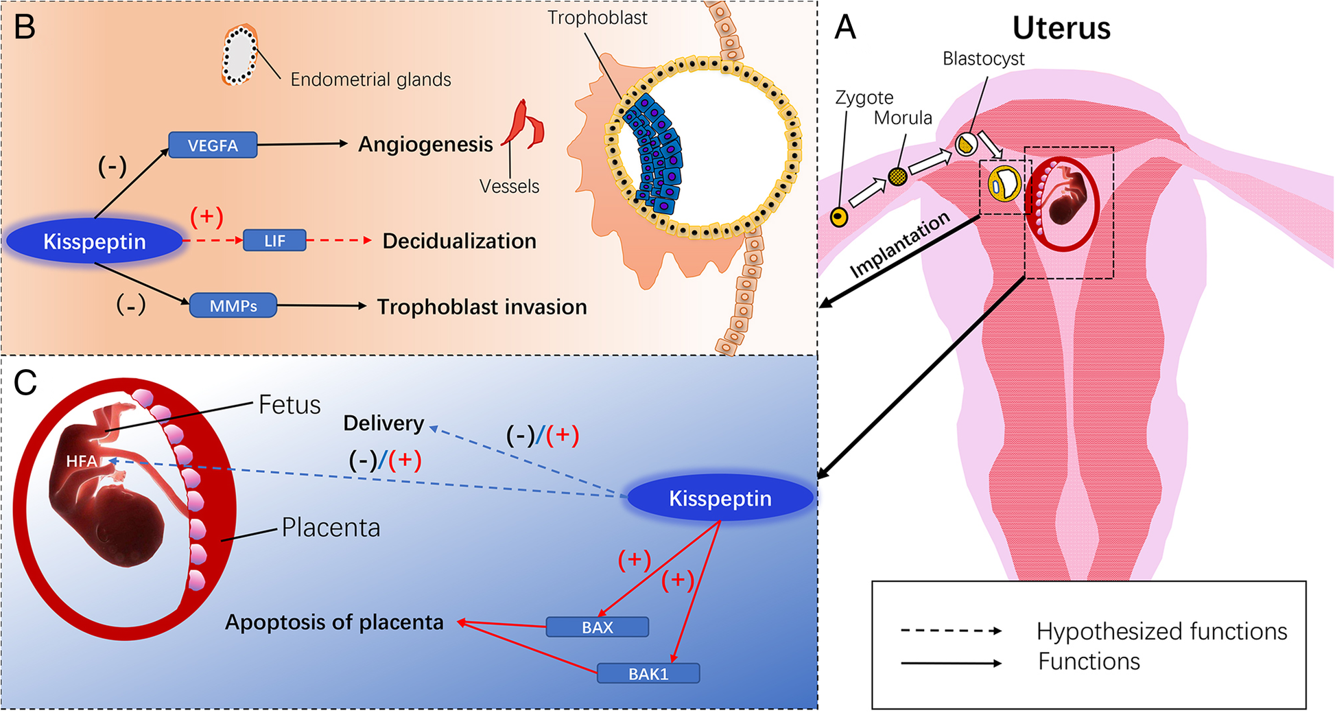 Reproductive functions of Kisspeptin/KISS1R Systems in the Periphery
