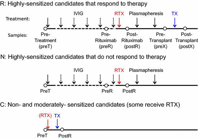 b cell repertoires in hla sensitized kidney transplant desensitization therapy