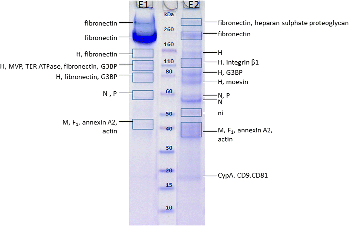 Mass Spectrometry Based Investigation Of Measles And Mumps