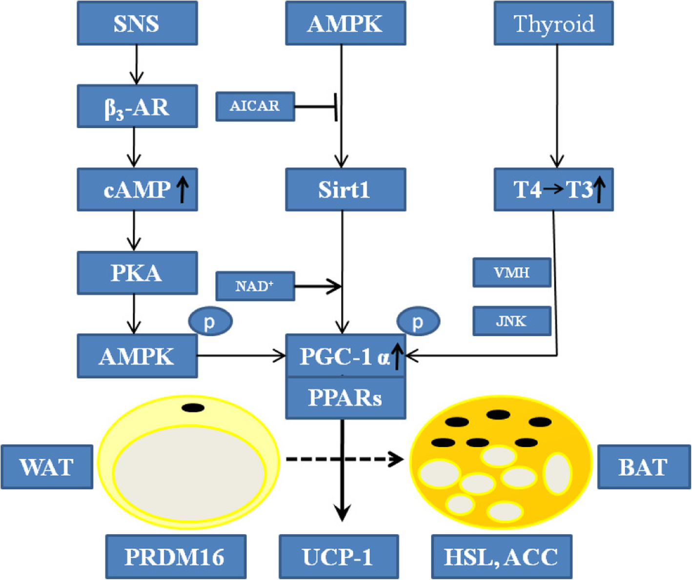 Flavonoids as inducers of white adipose tissue browning and