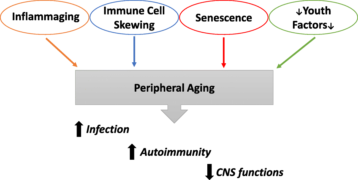 Peripheral Immune System In Aging And Alzheimer S Disease Springerlink