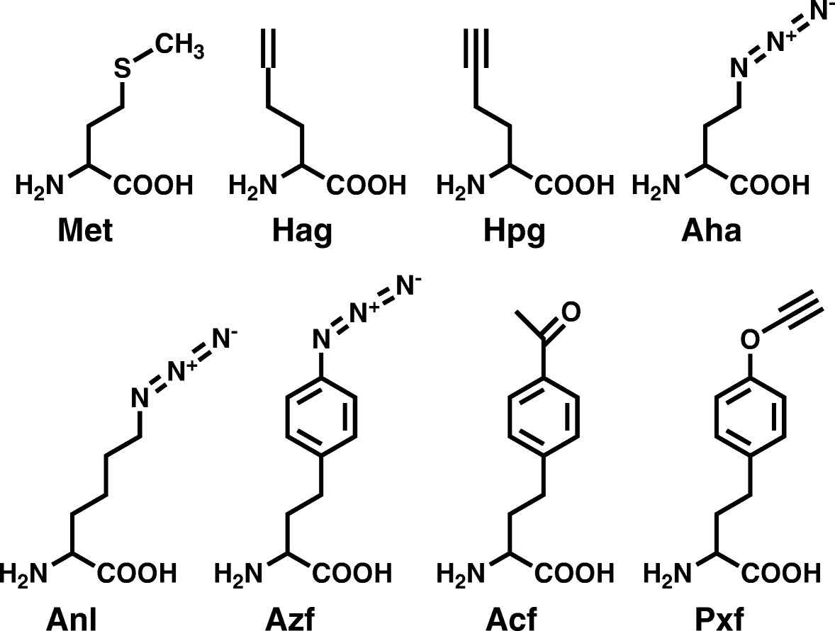 Noncanonical amino acid labeling in proteomics and biotechnology