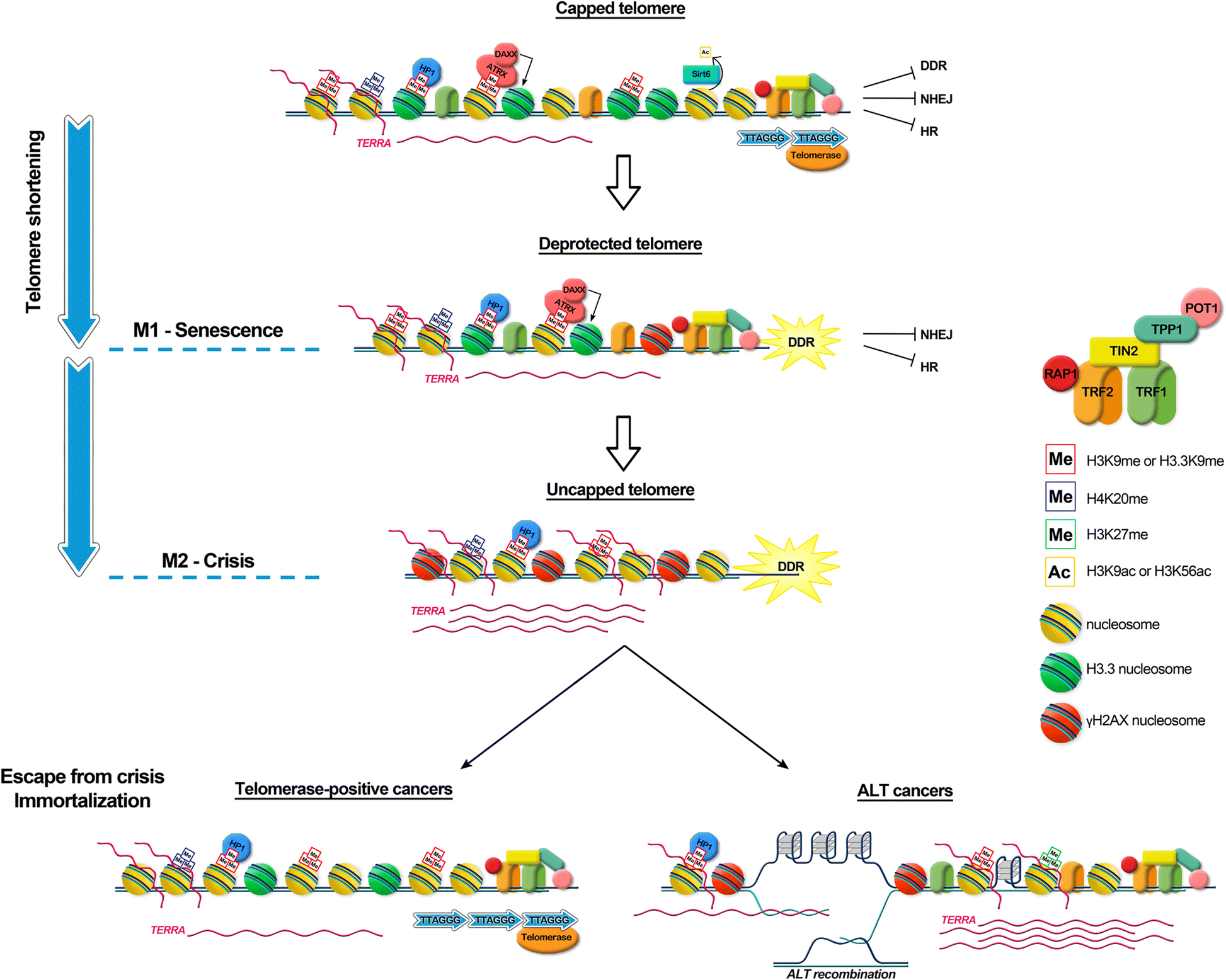 Emerging Roles Of Telomeric Chromatin Alterations In Cancer - 
