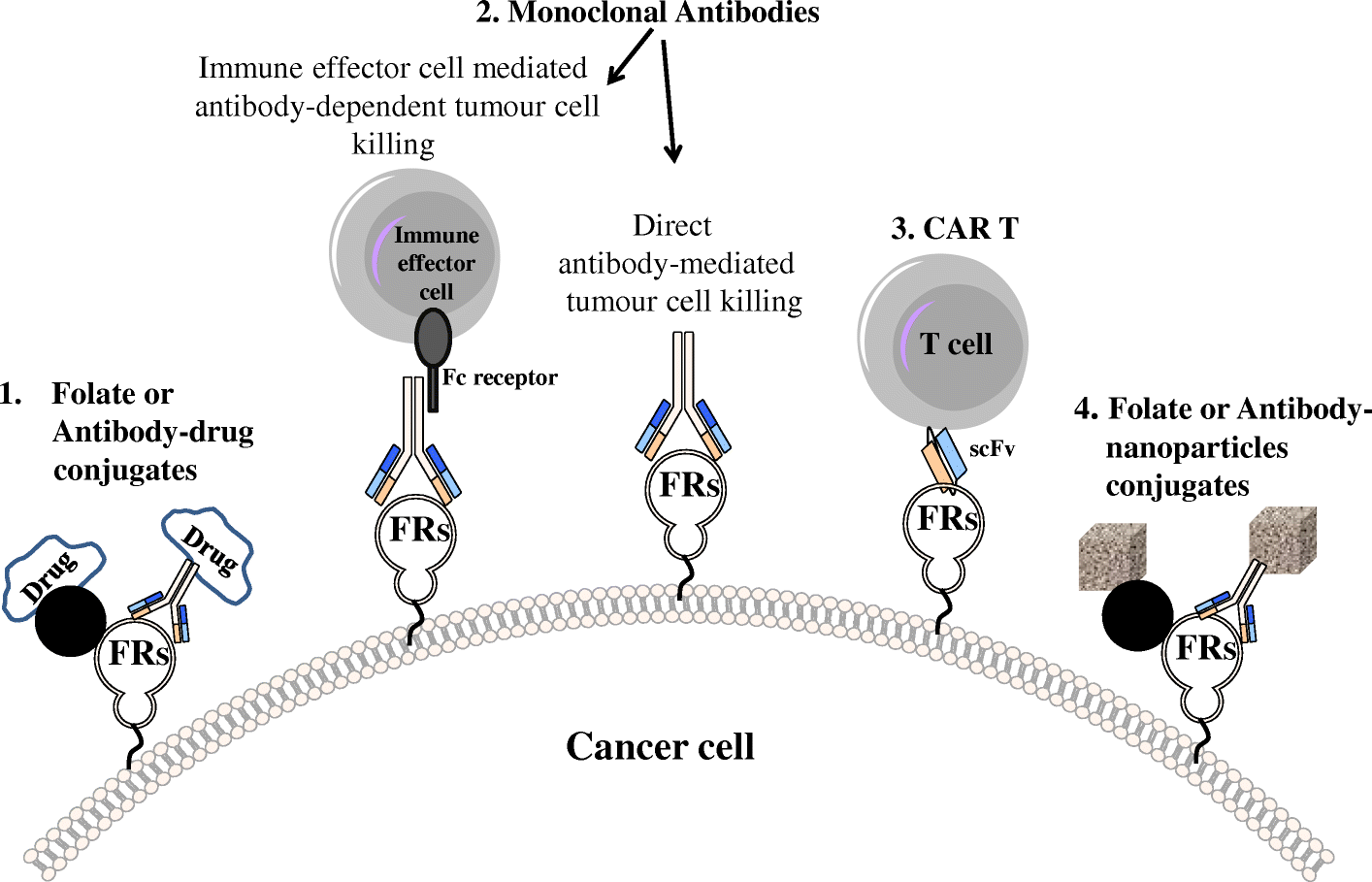 Folate receptors and transporters biological role and diagnostic Folate receptors and transporters biological role and diagnostic