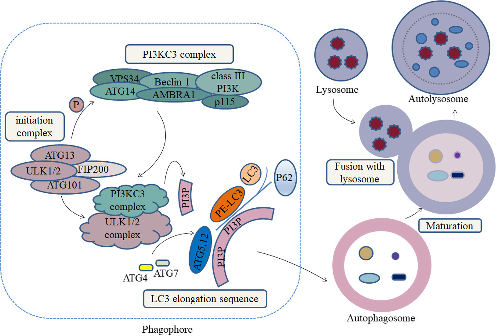 The Effects And The Mechanisms Of Autophagy On The Cancer - 