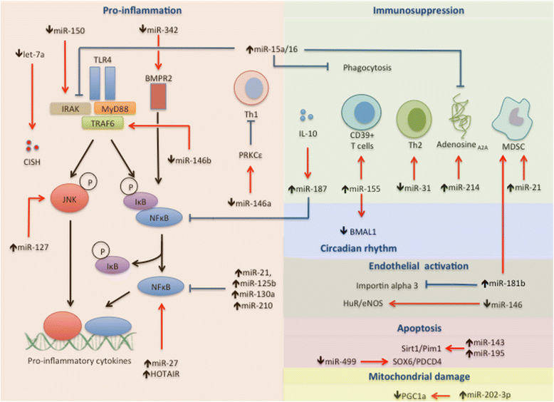 cure za druzenje xenon