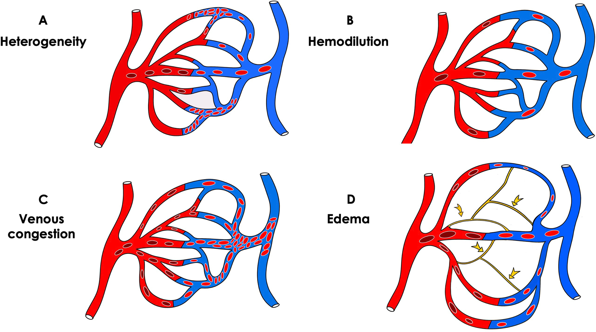 The future of intensive care: the study of the microcirculation will help  to guide our therapies | springermedizin.de