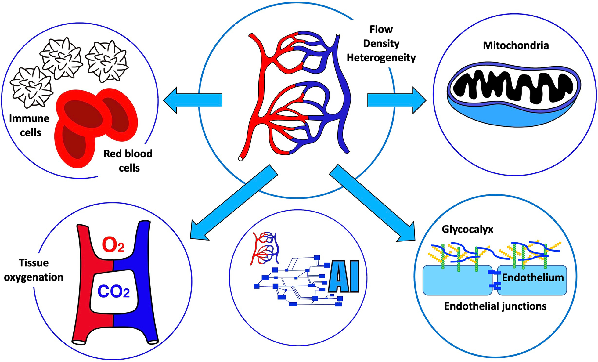 The future of intensive care: the study of the microcirculation will help  to guide our therapies | springermedizin.de