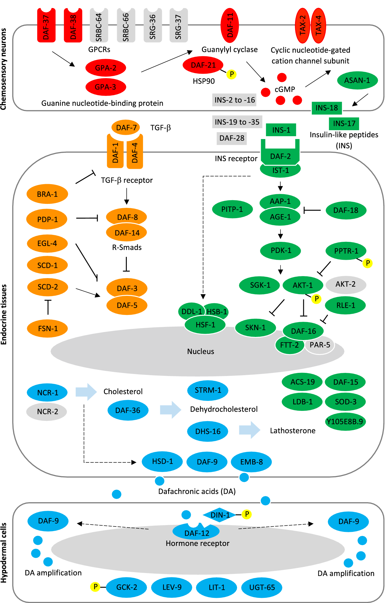 Asan Statement On Media Claims Linking >> Dauer Signalling Pathway Model For Haemonchus Contortus Asan Statement On Media Claims Linking >> Dauer Signalling Pathway Model For Haemonchus Contortus