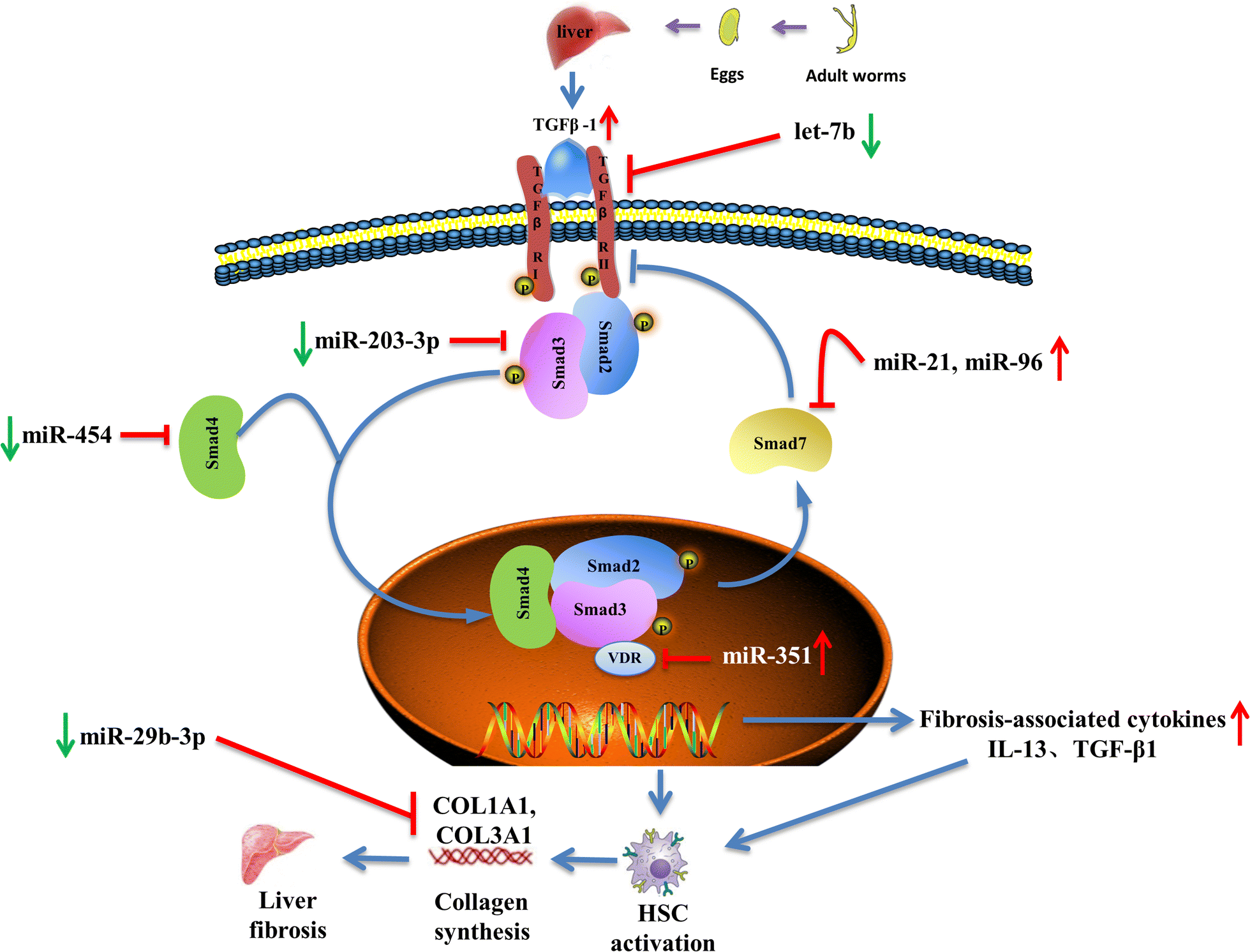 The Role Of Micrornas In The Pathogenesis Grading And