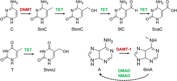 https://media.springernature.com/original/springer-static/image/art%3A10.1186%2Fs13072-015-0016-6/MediaObjects/13072_2015_16_Fig1_HTML.gif